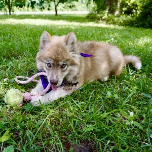 Husky Breeders