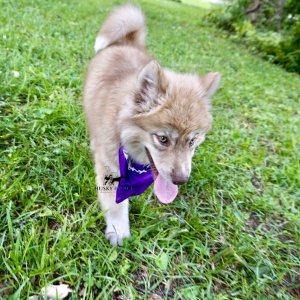 Husky Breeders