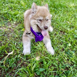 Husky Breeders