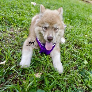 Husky Breeders