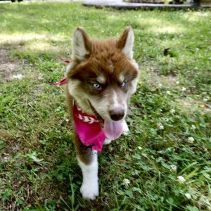 Purebred Husky Breeders