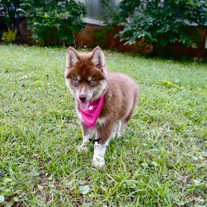 Purebred Husky Breeders