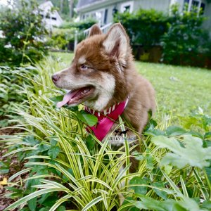 Purebred Husky Breeders