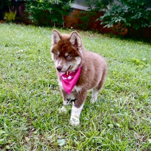 Purebred Husky Breeders