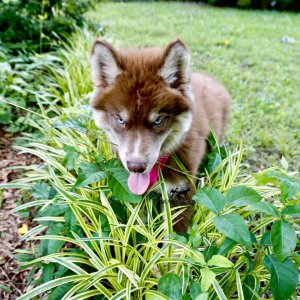 Purebred Husky Breeders