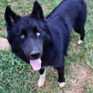 Solid Black Husky