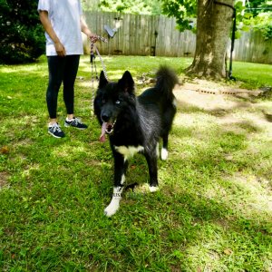 Solid Black Husky