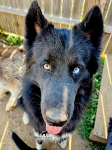 Solid Black Husky