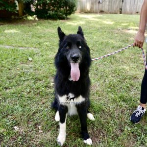 Solid Black Husky