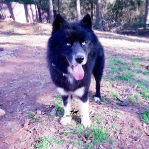 Solid black Siberian Husky