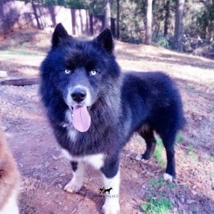 Solid black Siberian Husky