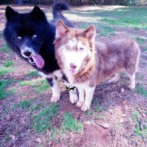 Solid black Siberian Husky