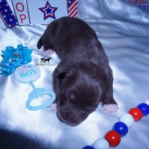 Wooly Husky Puppies For Sale