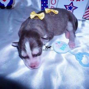 Wooly Husky Puppies For Sale