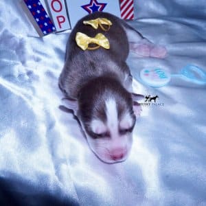 Wooly Husky Puppies For Sale