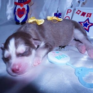 Wooly Husky Puppies For Sale