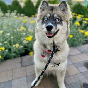 agouti husky mila