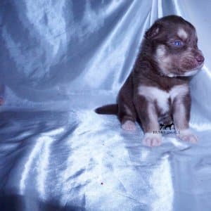 Blue Eye Husky