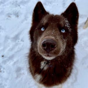 all brown husky