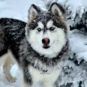 black:white husky bowieblack:white siberian husky bowie