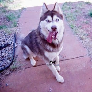 blue eyed husky