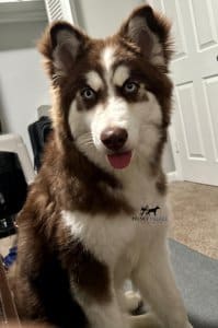 brown:white siberian husky stella