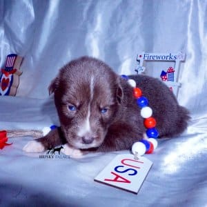 Cooper Siberian Huskies