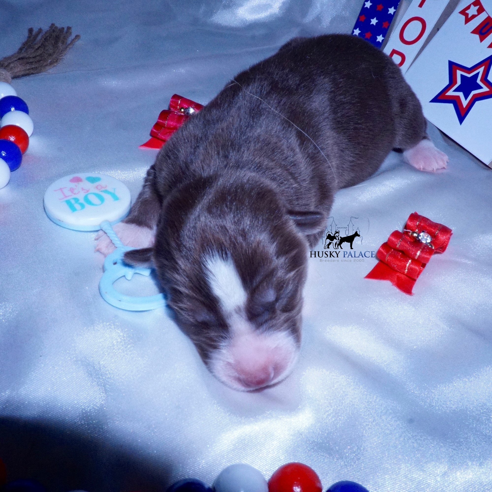 Wooly Husky Puppies For Sale
