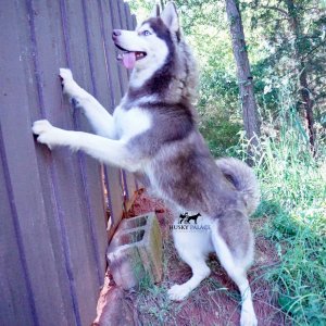 red sibeiran husky for sale