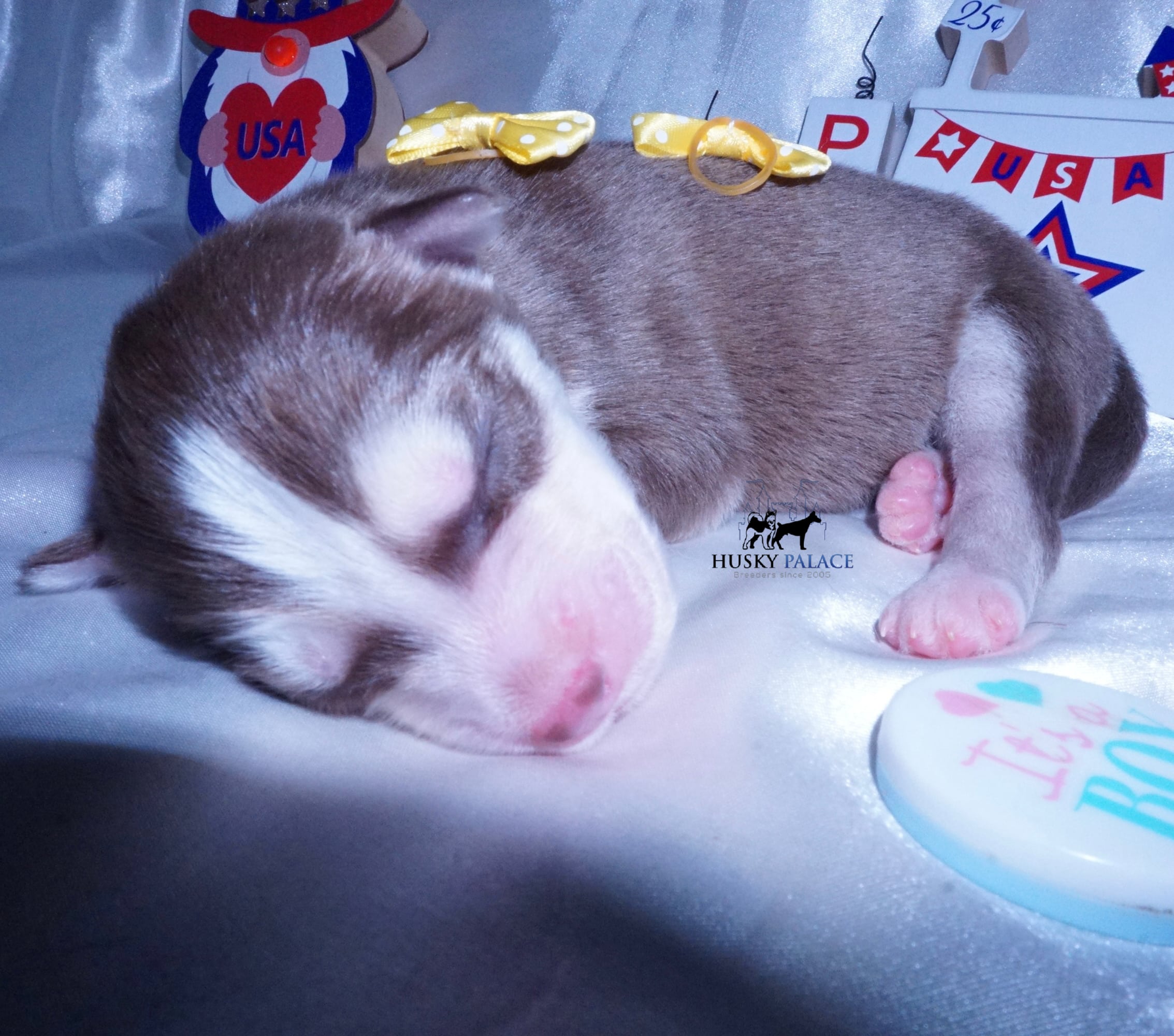 Wooly Husky Puppies For Sale