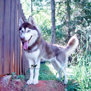 rosie blue eyed husky