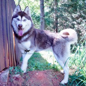 rosie red siberian husky