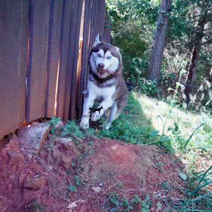 rosie siberian husky