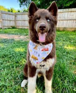 solid brown husky