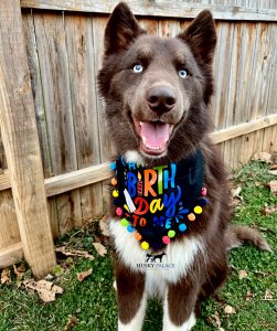 solid brown husky