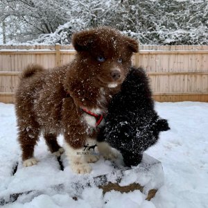 solid brown husky