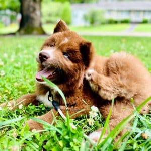 whiskey solid brown siberian husky