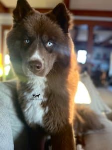 whisky solid brown husky