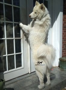 white husky alf