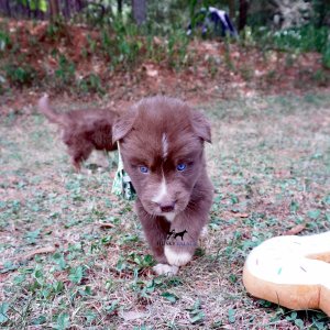 Copper Siberian Huskies