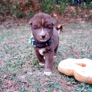 Copper Siberian Huskies