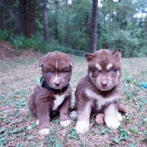 Copper Siberian Huskies