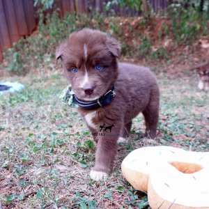 Copper Siberian Huskies