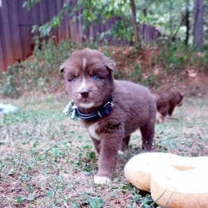 Copper Siberian Huskies