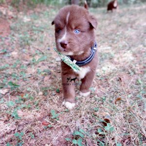 Copper Siberian Huskies