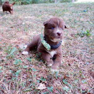 Copper Siberian Huskies