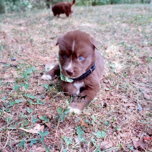 Copper Siberian Huskies