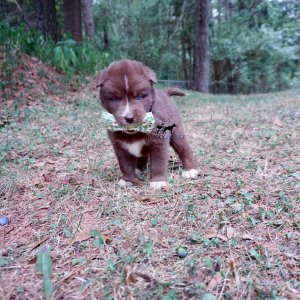 Copper Siberian Huskies