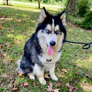 siberian huskies for sale