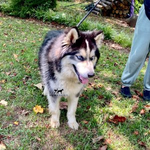 siberian huskies for sale